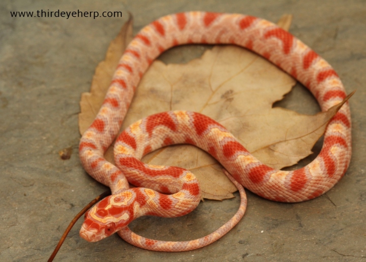 Albino Corn Snake